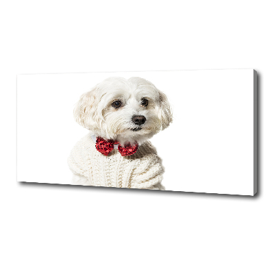 Wandbild Malteser mit Fliege