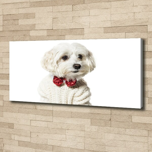 Wandbild Malteser mit Fliege