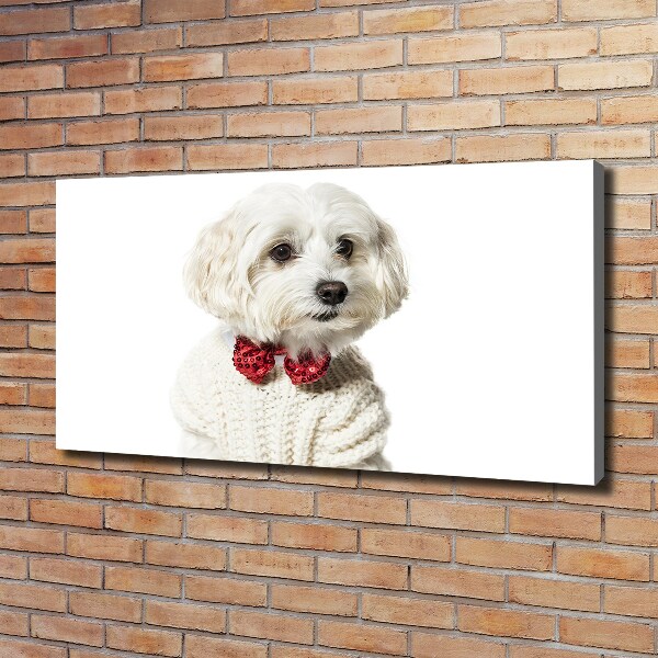 Wandbild Malteser mit Fliege