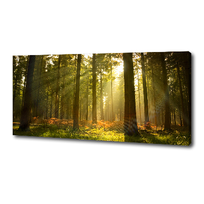 Wandbild Wald in der Sonne