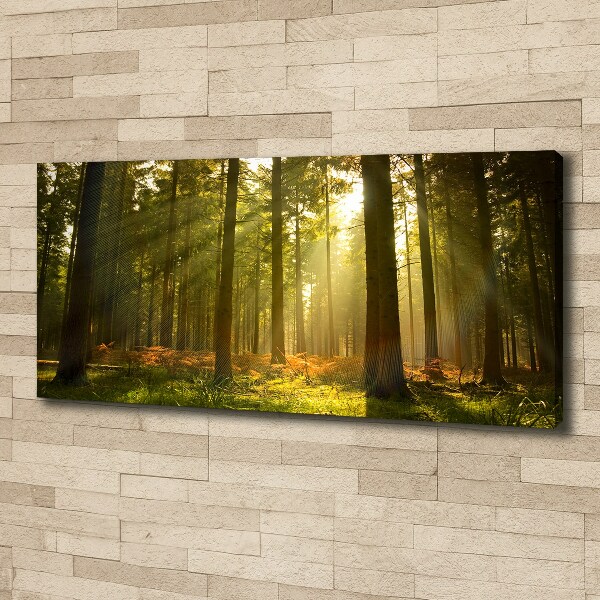 Wandbild Wald in der Sonne