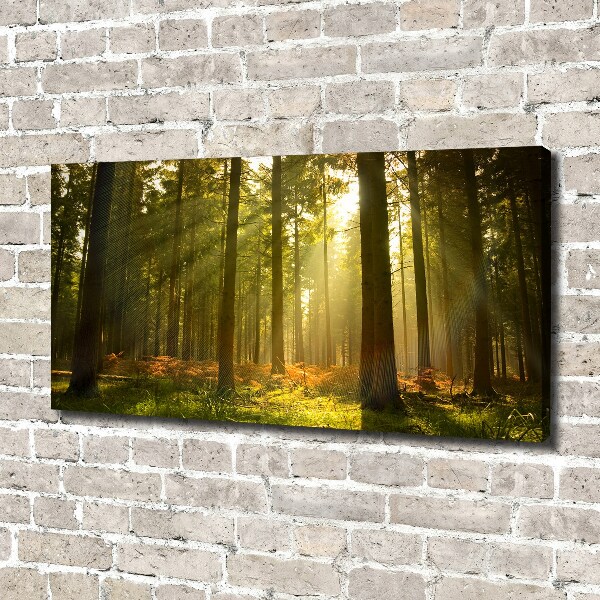 Wandbild Wald in der Sonne