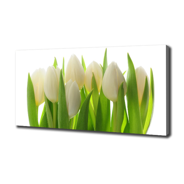 Fotobild Tulpen