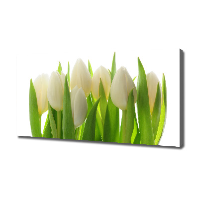 Fotobild Tulpen