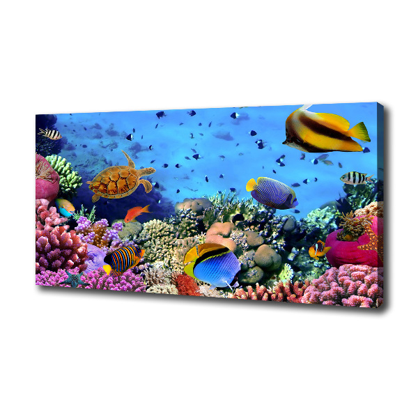 Fotobild Korallenriff