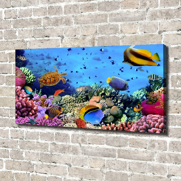 Fotobild Korallenriff