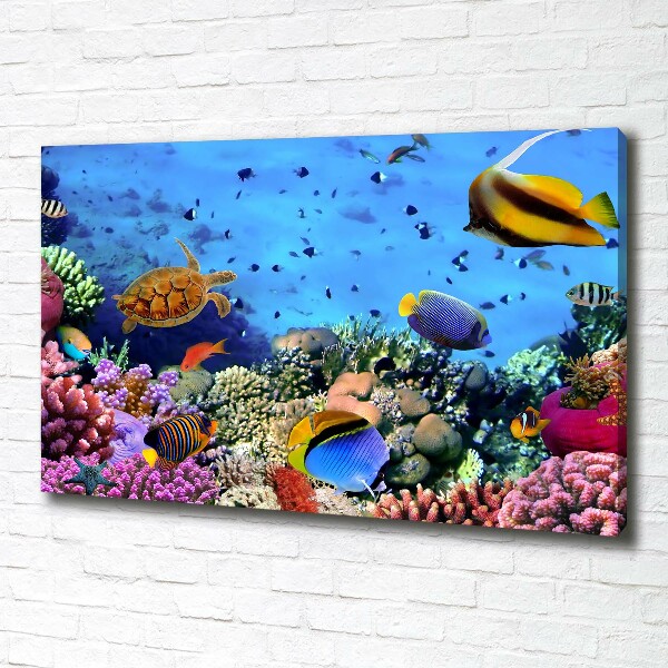 Fotobild Korallenriff