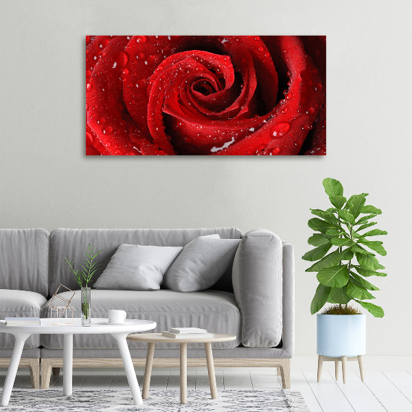Wandbild Tropfen auf einer Rose