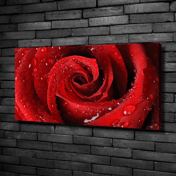 Wandbild Tropfen auf einer Rose