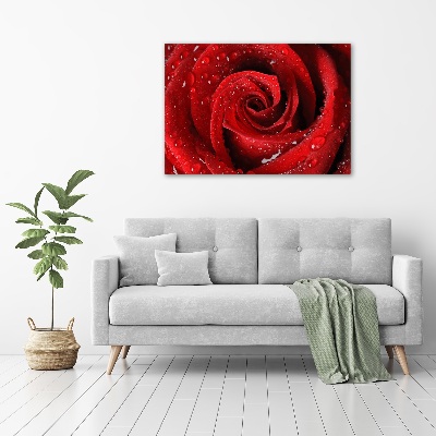 Wandbild Tropfen auf einer Rose