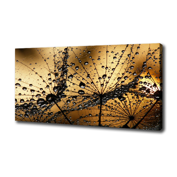 Fotobild Löwenzahnsamen