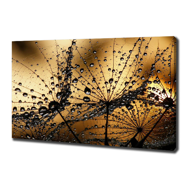 Fotobild Löwenzahnsamen