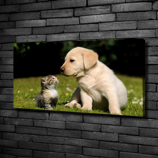 Fotobild Hund und Katze auf der Wiese