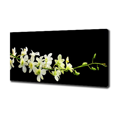 Fotobild Orchidee