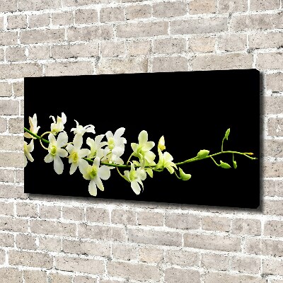 Fotobild Orchidee