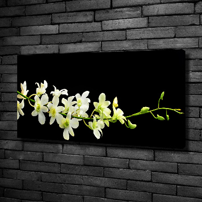 Fotobild Orchidee