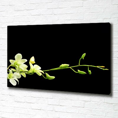 Fotobild Orchidee