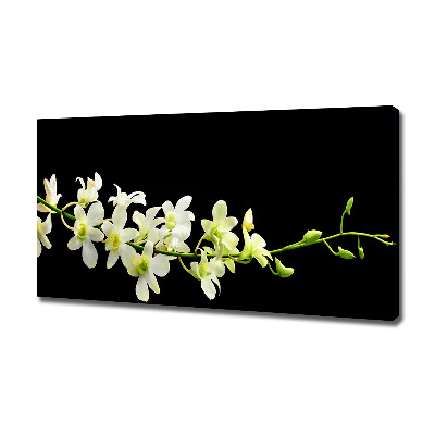 Fotobild Orchidee