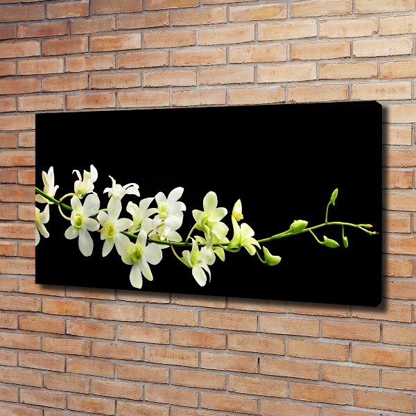 Fotobild Orchidee