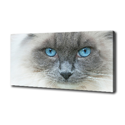 Fotobild blauäugige Katze