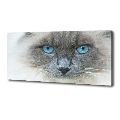 Fotobild blauäugige Katze