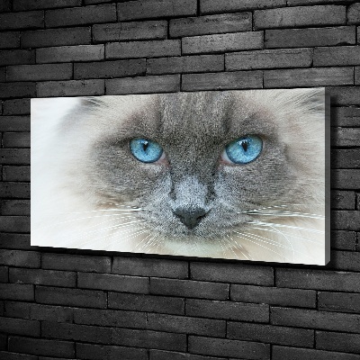 Fotobild blauäugige Katze