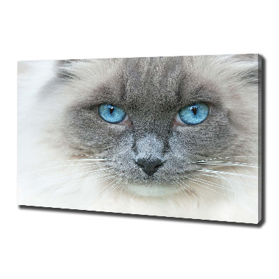 Fotobild blauäugige Katze