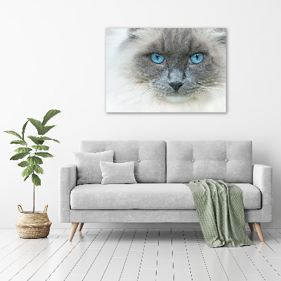 Fotobild blauäugige Katze