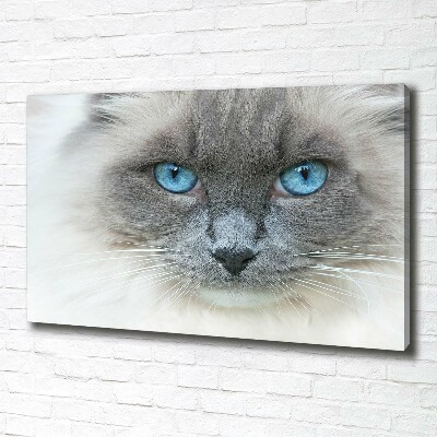 Fotobild blauäugige Katze