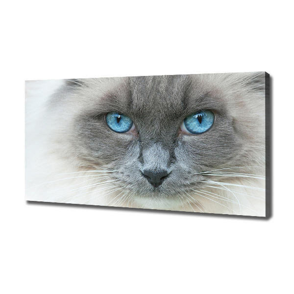 Fotobild blauäugige Katze