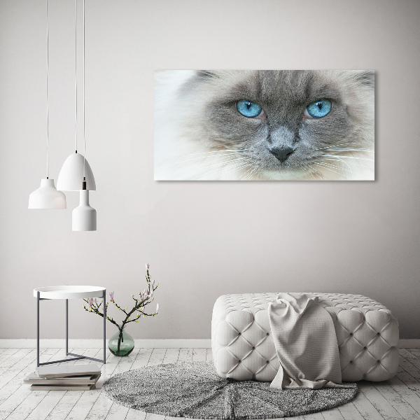Fotobild blauäugige Katze