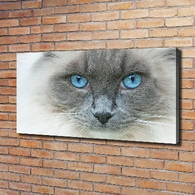 Fotobild blauäugige Katze