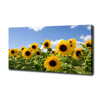 Bild auf leinwand Sonnenblumen