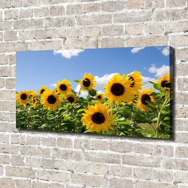 Bild auf leinwand Sonnenblumen