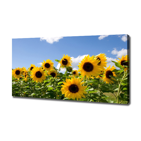 Bild auf leinwand Sonnenblumen