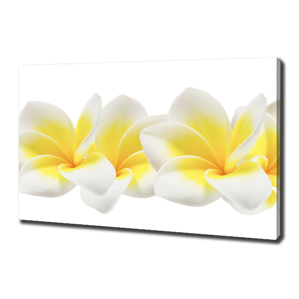 Wandbild Plumeria
