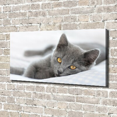 Bild auf leinwand Graue Katze