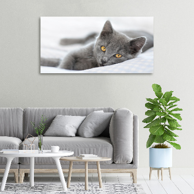 Bild auf leinwand Graue Katze