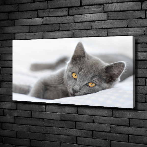 Bild auf leinwand Graue Katze