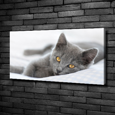 Bild auf leinwand Graue Katze