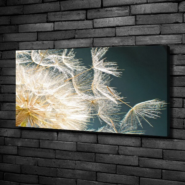 Fotobild Löwenzahnsamen