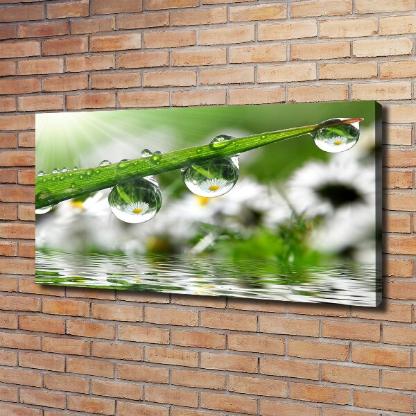 Wandbild Tropfen auf dem Gras