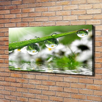 Wandbild Tropfen auf dem Gras