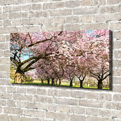 Bild auf leinwand Kirschbäume