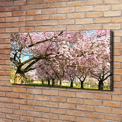 Bild auf leinwand Kirschbäume