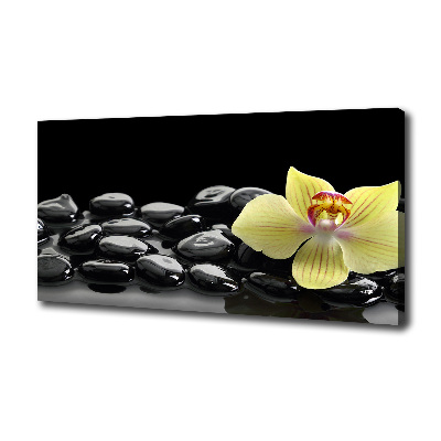 Fotobild Orchidee