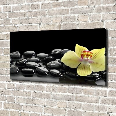 Fotobild Orchidee