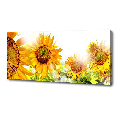 Bild auf leinwand Sonnenblumen
