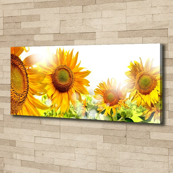 Bild auf leinwand Sonnenblumen