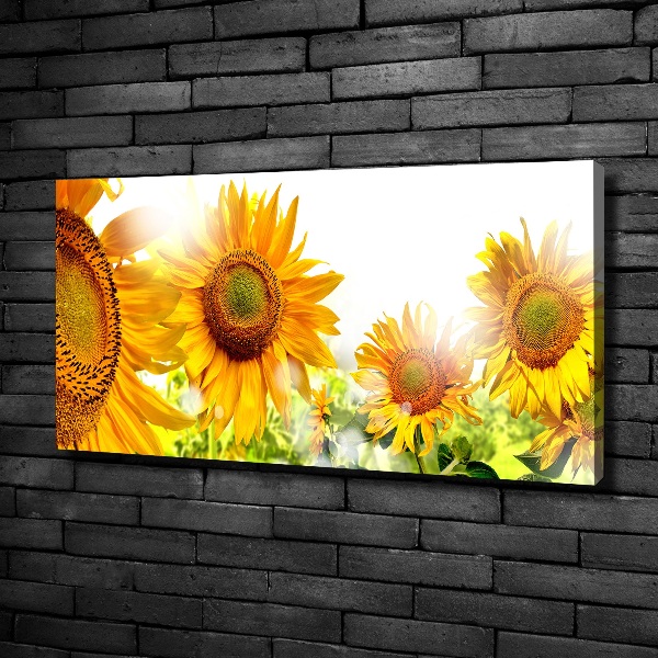 Bild auf leinwand Sonnenblumen